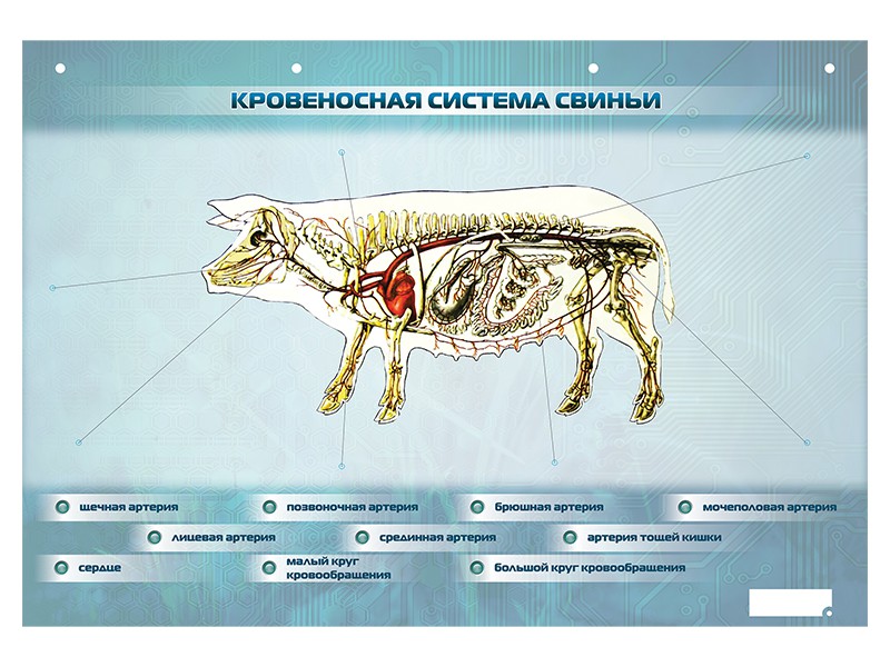 Артерия у свиньи где находится фото. Кровеносная система свиньи схема. Анатомия свиньи кровеносная система. Анатомия свиньи нервная система. Строение свиньи.