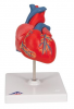 Классическая модель сердца, 2 части с технологией 3B Smart Anatomy - klass.market - Москва