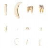 Зубы различных млекопитающих (Mammalia), исполнение ­Deluxe - klass.market - Москва
