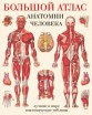 Анатомический атлас человека для изучения на уроках биологии и анатомии в школах - klass.market - Москва