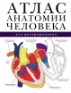Атлас анатомии человека для раскрашивания - klass.market - Москва