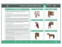 Интерактивный светодинамический стенд «Грыжи живота животных» - klass.market - Москва