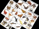 Комплект таблиц по зоологии раздат. "Разнообразие животных. Млекопитающие." (цвет.,лам., А4, 16 шт.) - klass.market - Москва