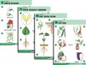 Комплект таблиц по биологии дем. "Ботаника 2" (18 табл., формат А1, лам.) - klass.market - Москва