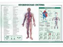 Интерактивный светодинамический стенд "Кровеносная система" - klass.market - Москва