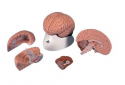 Анатомическая модель мозга человека, 4 части - klass.market - Москва