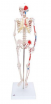 Модель скелета человека с мышцами для школ - klass.market - Москва