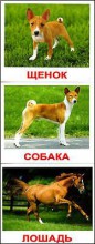 Домашние животные с фактами, карточки Домана, мини (Вундеркинд с пеленок) - klass.market - Москва