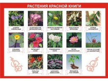 Таблица демонстрационная "Растения Красной книги" (винил 100х140) - klass.market - Москва