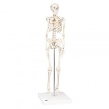 Модель мини-скелета «Shorty», на подставке - klass.market - Москва