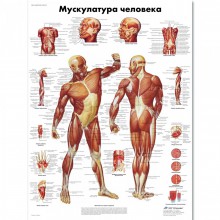 Школьный плакат "Мускулатура человека" - klass.market - Москва