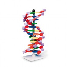 Набор «Модель двойной спирали ДНК, miniDNA®», 12 сегментов - klass.market - Москва