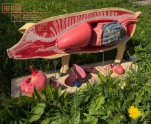 Ветеринарное дело анатомическая модель свиньи разборная - klass.market - Москва