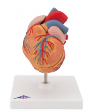 Классическая модель сердца с гипертрофией левого желудочка, 2 части - klass.market - Москва