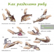 Плакат "Схема разделки рыбы" - klass.market - Москва