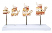 Анатомическая модель развития зубов у человека с технологией 3D визуализации - klass.market - Москва