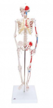 Модель скелета человека с мышцами для школ - klass.market - Москва