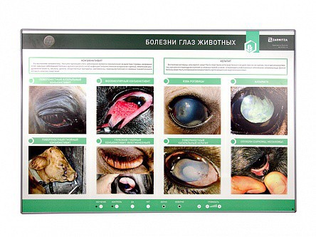 Интерактивный светодинамический стенд «Болезни глаз животных» - klass.market - Москва