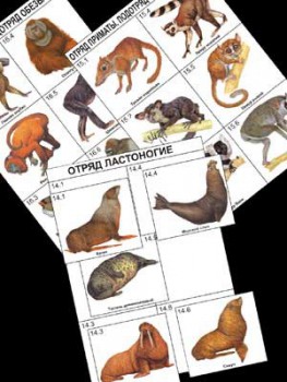 Комплект дидактических карточек: "Систематика и экология млекопитающих" (96 шт., цвет., лам.) - klass.market - Москва