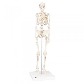 Модель мини-скелета «Shorty», на подставке - klass.market - Москва
