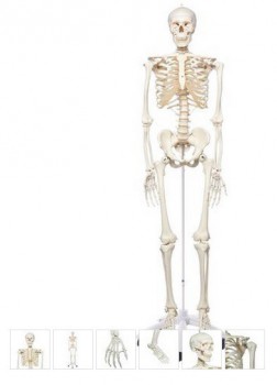 Анатомическая модель скелета человека Стэн на роликовой подставке - klass.market - Москва