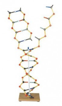 Модель ДНК-РНК - klass.market - Москва