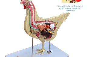 anatomicheskaya-model-kuricy-razbornaya-yurteks-4.jpg